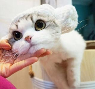 折耳猫图片：可爱萌宠折耳猫图片第3张