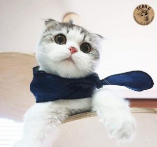 折耳猫图片：可爱萌宠折耳猫图片第5张