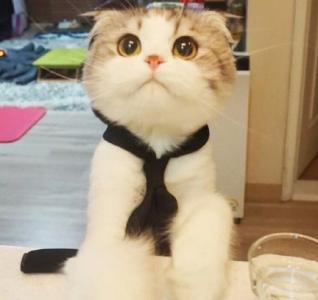 折耳猫图片：可爱萌宠折耳猫图片第6张