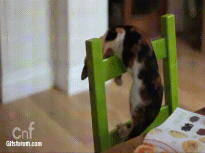 折耳猫图片：可爱萌宠折耳猫图片第3张