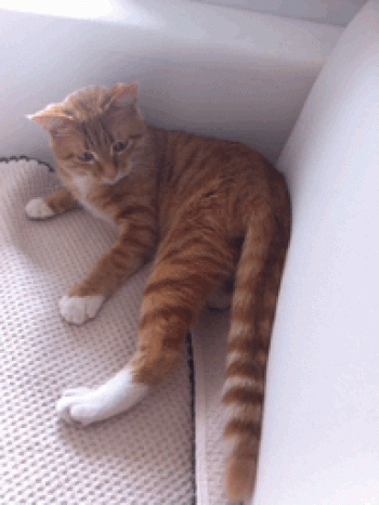 折耳猫图片：可爱萌宠折耳猫图片第4张