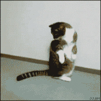 折耳猫图片：可爱萌宠折耳猫图片第6张