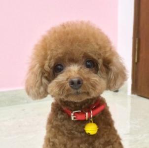 折耳猫图片：可爱萌宠折耳猫图片第4张