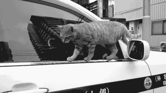 折耳猫图片：可爱萌宠折耳猫图片第2张