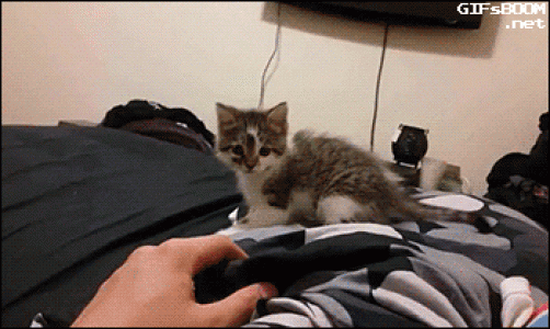 折耳猫图片：可爱萌宠折耳猫图片第3张