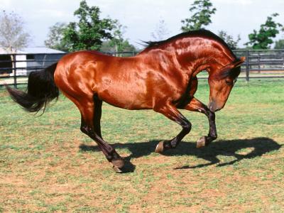骏马高清摄影图片   十二生肖马图片第一辑第3张