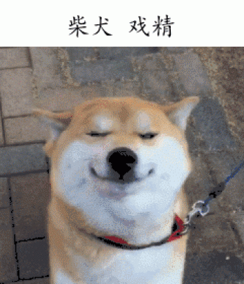 萌宠图片图片 _ 第(1)张