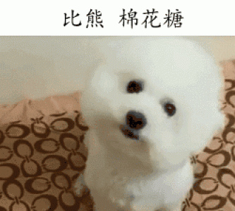 萌宠图片图片 _ 第(3)张
