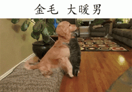 萌宠图片图片 _ 第(4)张