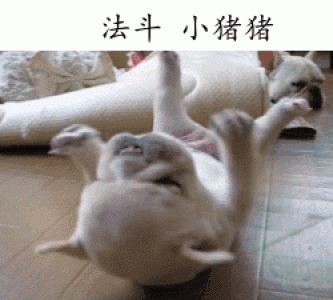 萌宠图片图片 _ 第(5)张