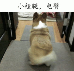 萌宠图片图片 _ 第(7)张