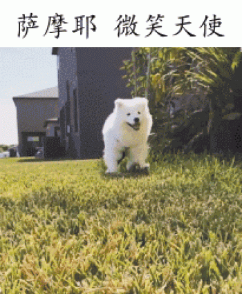 萌宠图片图片 _ 第(10)张