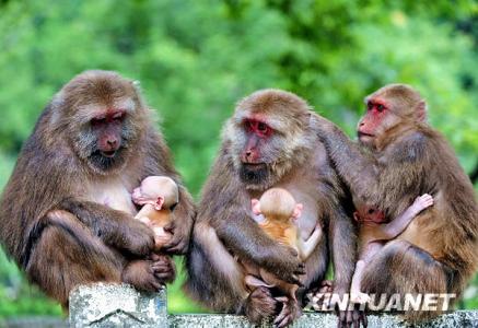 十二生肖猴子高清图片第六辑：黑叶猴图片第6张