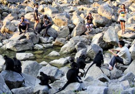 十二生肖猴子高清图片第六辑：黑叶猴图片第4张