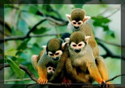 3只背着幼崽的环尾狐猴可爱呆萌图片 十二生肖猴第5张