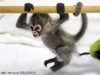 3只背着幼崽的环尾狐猴可爱呆萌图片 十二生肖猴第0张