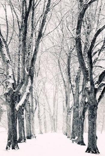 白茫茫雪景图片高清桌面壁纸第3张