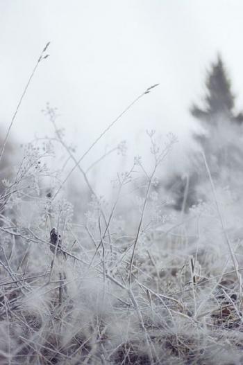 雪景图片 _ 第(9)张