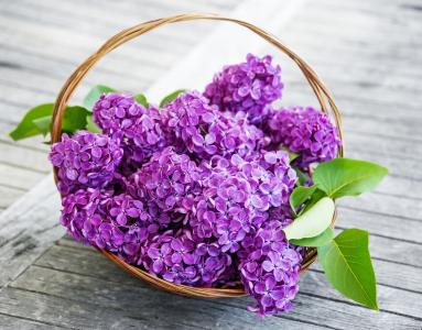 丁香花第0张