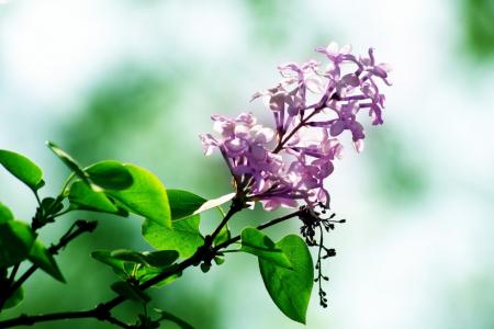 丁香花图片 _ 第(10)张