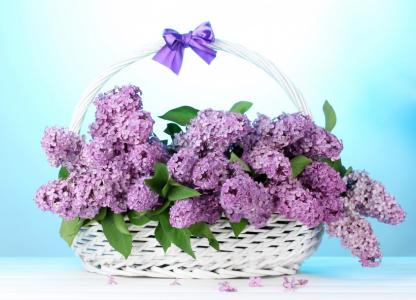 丁香花图片 _ 第(10)张