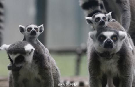 3只背着幼崽的环尾狐猴可爱呆萌图片 十二生肖猴第0张