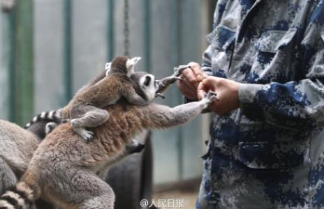 3只背着幼崽的环尾狐猴可爱呆萌图片 十二生肖猴第2张