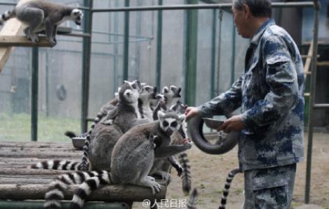 3只背着幼崽的环尾狐猴可爱呆萌图片 十二生肖猴第3张