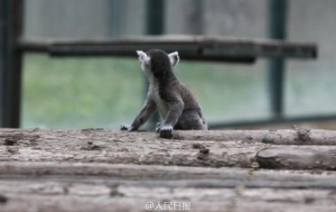 3只背着幼崽的环尾狐猴可爱呆萌图片 十二生肖猴第4张
