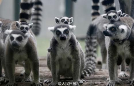3只背着幼崽的环尾狐猴可爱呆萌图片 十二生肖猴第6张