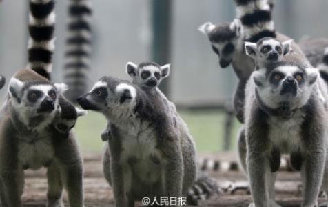 猴图片图片 _ 第(10)张