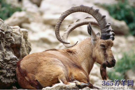 山羊图片 _ 第(9)张