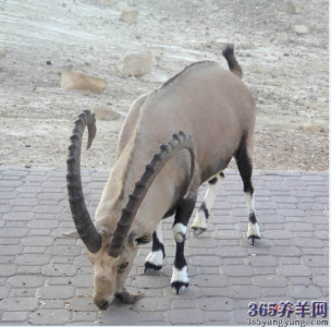 山羊图片 _ 第(11)张