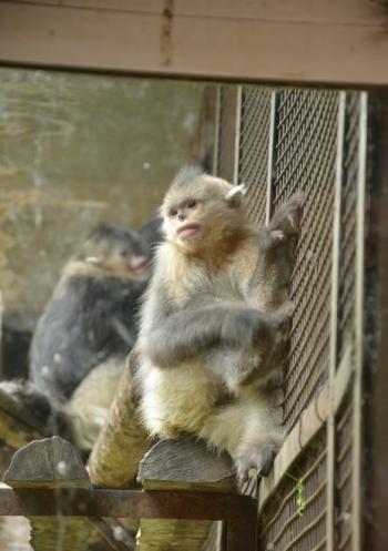 可爱滇金丝猴图片大全 十二生肖猴第3张