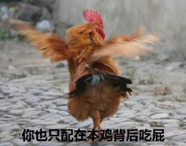 鸡图片第4张