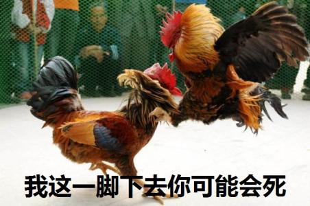 鸡图片第6张