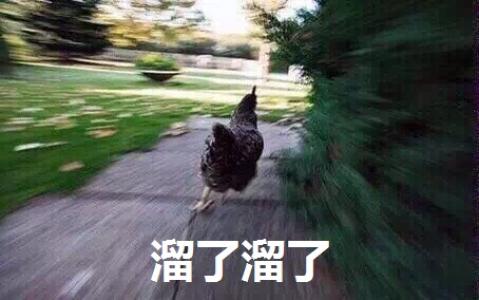 鸡图片图片 _ 第(8)张