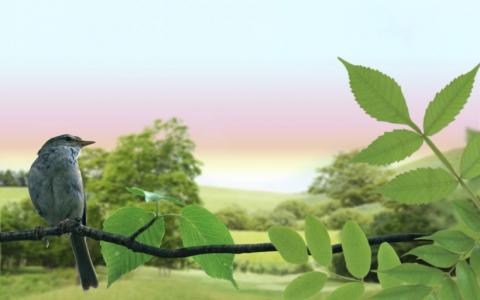 清新护眼高清风景图片第4张