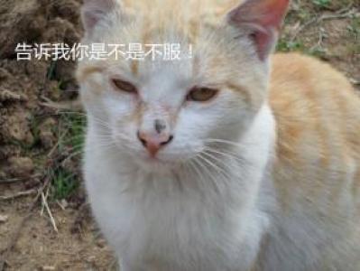 幽默搞笑图片 _ 第(10)张