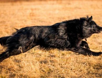 高清比利时马林诺斯犬图片狗图片动物图片第4张