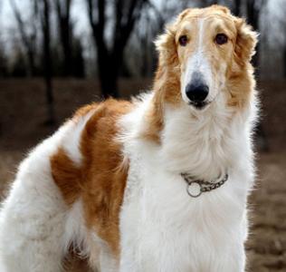 苏俄猎狼犬图片 动物狗图片 狩猎犬图片大全第0张