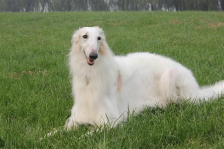 苏俄猎狼犬图片 动物狗图片 狩猎犬图片大全第3张