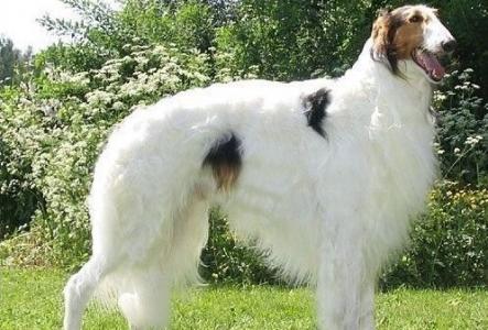 苏俄猎狼犬图片 动物狗图片 狩猎犬图片大全第4张