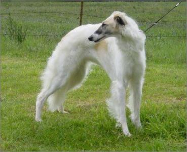 苏俄猎狼犬图片 动物狗图片 狩猎犬图片大全第5张