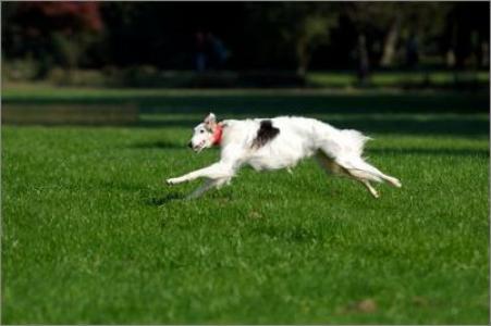苏俄猎狼犬图片 动物狗图片 狩猎犬图片大全第6张