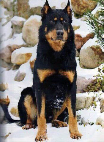 苏俄猎狼犬图片 动物狗图片 狩猎犬图片大全第0张