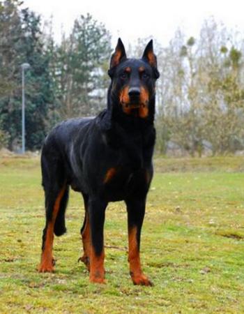 苏俄猎狼犬图片 动物狗图片 狩猎犬图片大全第5张