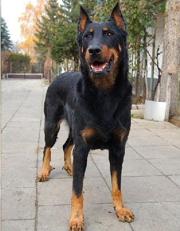 苏俄猎狼犬图片 动物狗图片 狩猎犬图片大全第6张