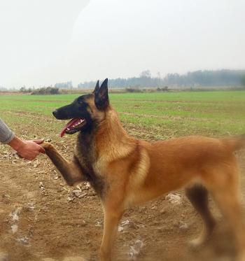 高清比利时马林诺斯犬图片狗图片动物图片第2张