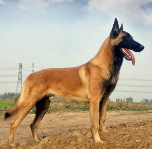 高清比利时马林诺斯犬图片狗图片动物图片第5张